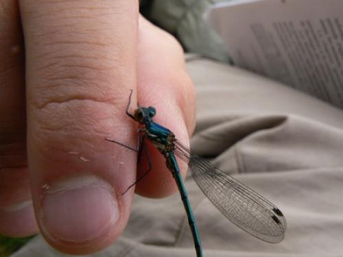 Lestes sp.