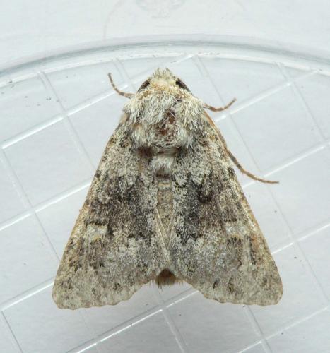 Hecatera sp.