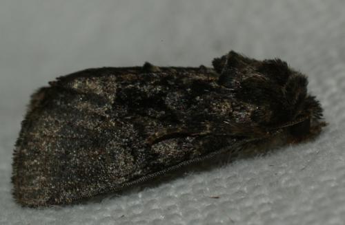Oligia sp.