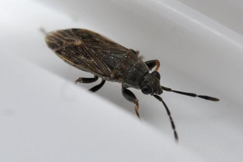 Peritrechus geniculatus