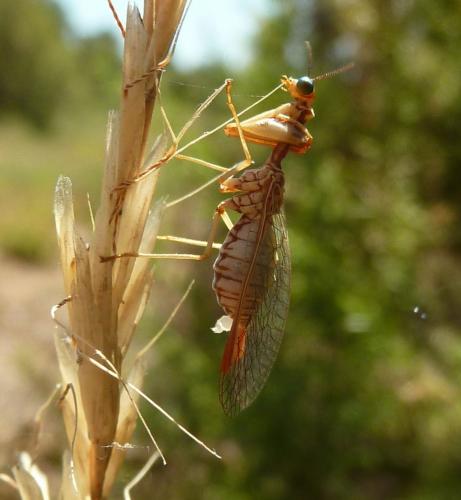 Réf. 74 129 : Mantispa aphavexelte