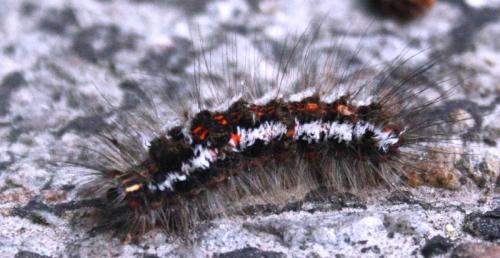 Réf. 74 794 : Euproctis similis