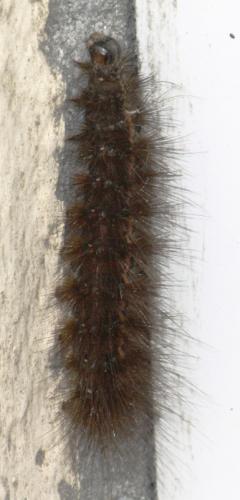 Spilosoma lubricipeda