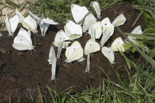 Pieris rapae