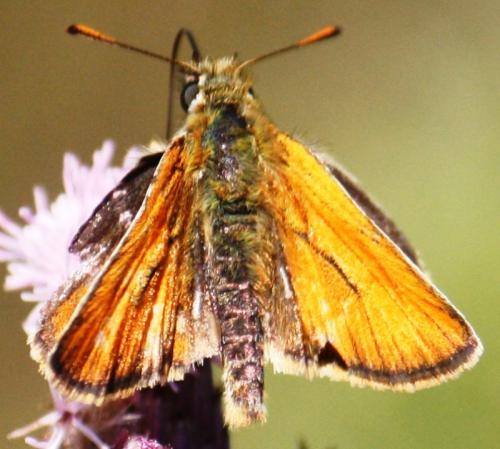 Thymelicus sylvestris