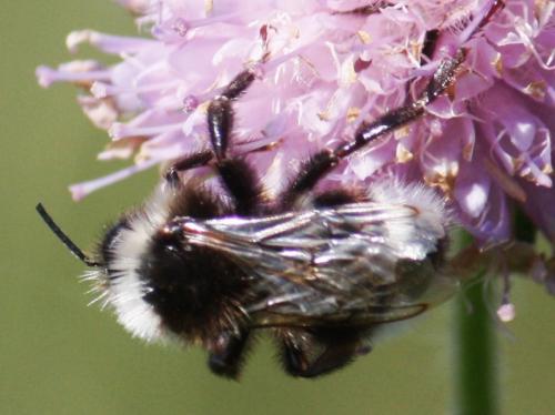 Bombus sp.