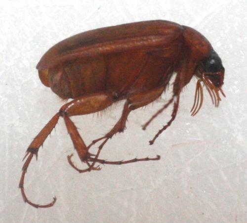 Serica brunnea