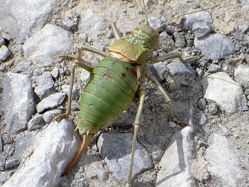 Uromenus brevicollis insularis