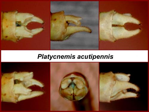 Platycnemis acutipennis