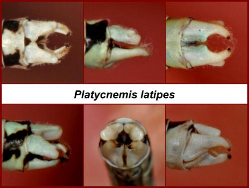 Platycnemis latipes