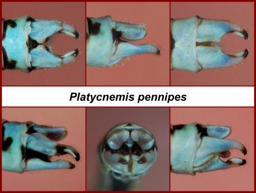 Platycnemis pennipes