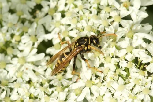 Polistes sp.