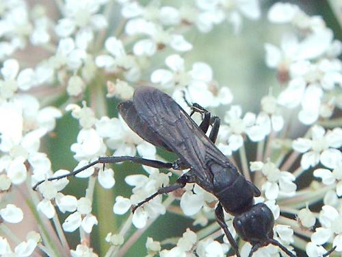 Aporus unicolor