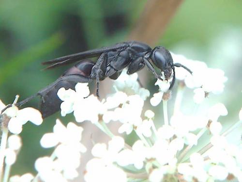 Aporus unicolor