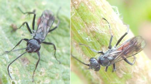 Réf. 74 710 : Caliadurgus fasciatellus