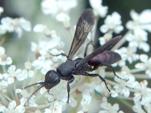 Aporus unicolor