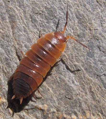 Porcellio alticola