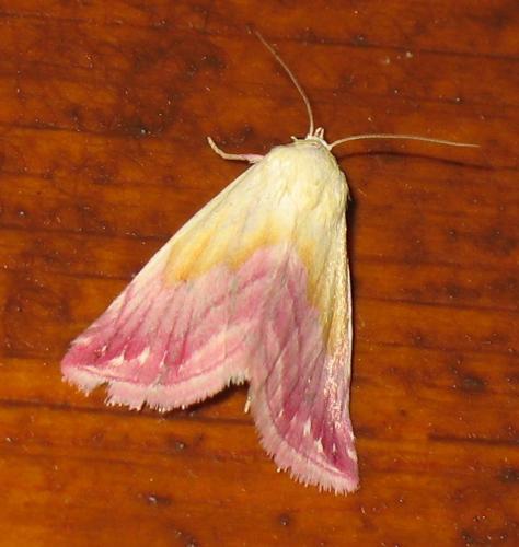 Eublemma purpurina
