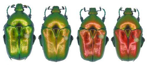 Eupotosia affinis