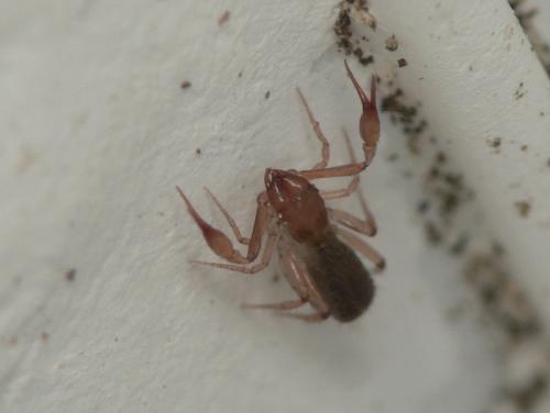 Ephippiochthonius sp.