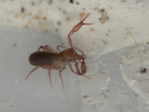 Réf. 74 912 : Ephippiochthonius sp.