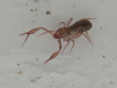 Réf. 74 913 : Ephippiochthonius sp.