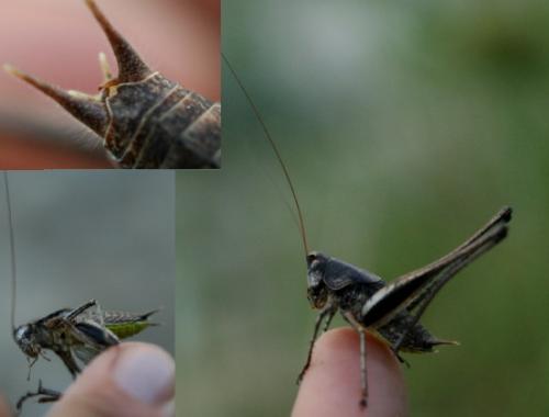 Rhacocleis poneli