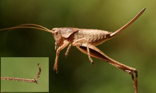 Rhacocleis poneli