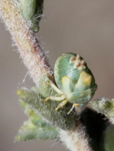 Tarisa flavescens