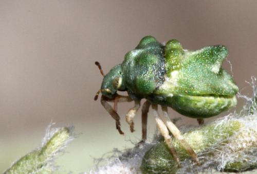 Tarisa flavescens