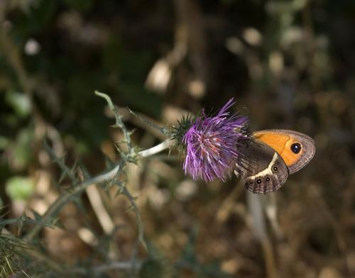 Réf. 74 049 : Pyronia bathseba