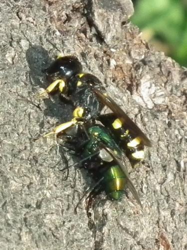 Réf. 74 164 : Ectemnius continuus punctatus