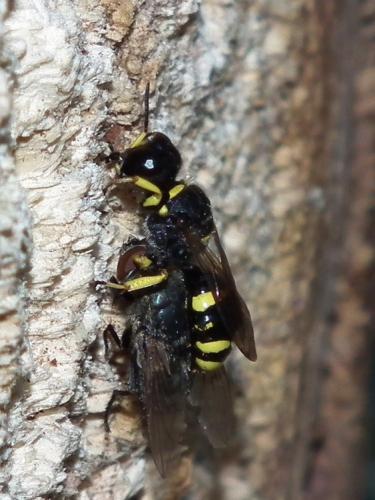 Réf. 74 163 : Ectemnius continuus punctatus