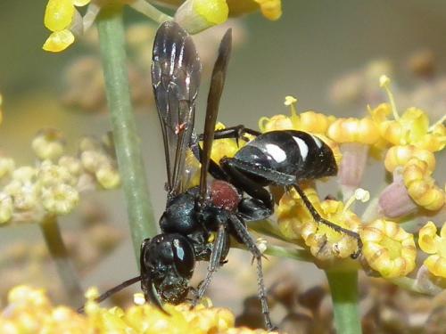 Réf. 74 006 : Cryptocheilus fabricii