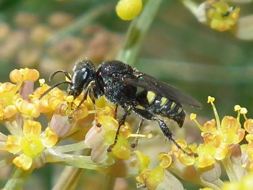 Oxybelus sp.