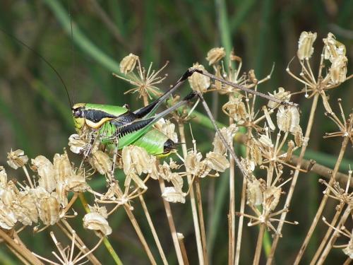 Réf. 74 845 : Eupholidoptera chabrieri chabrieri