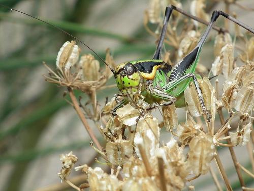 Réf. 74 846 : Eupholidoptera chabrieri chabrieri