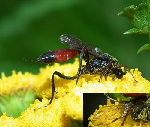 Cryptinae