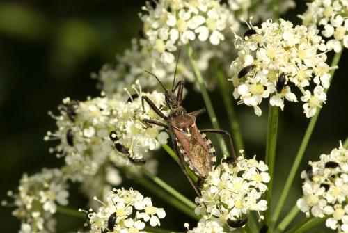 Rhynocoris erythropus