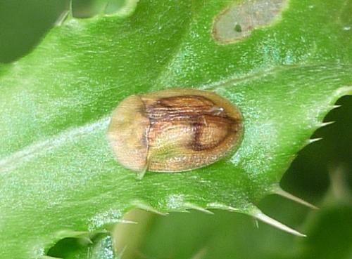 Réf. 74 460 : Cassida sp.