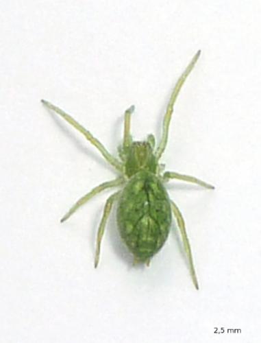 Nigma walckenaeri