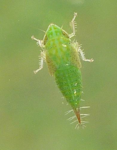 Fieberiella florii