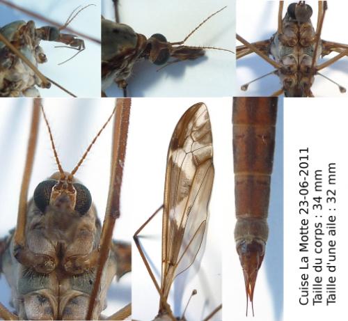 Tipula maxima