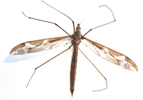 Tipula maxima