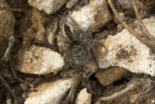 Philaeus chrysops