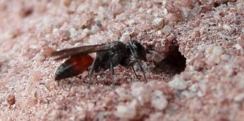Réf. 74 682 : Miscophus sp.