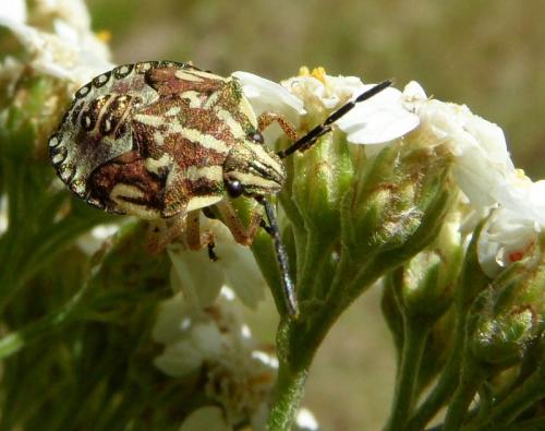 Carpocoris sp.