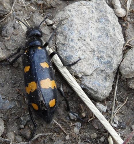 Hycleus polymorphus