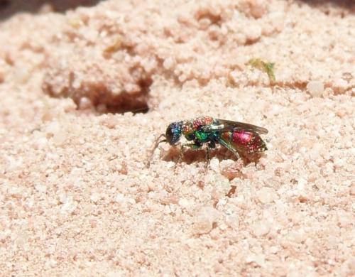 Chrysis sp.