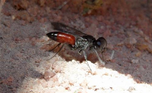 Réf. 74 747 : Miscophus sp.